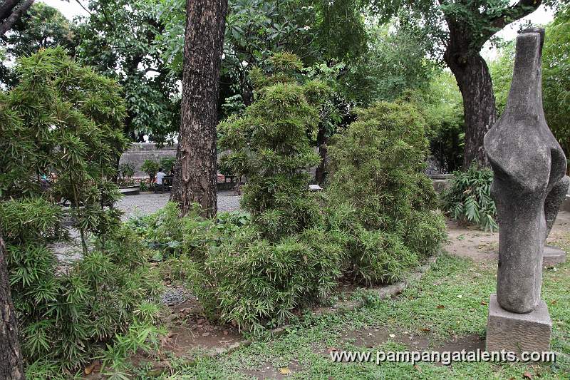 Dwarf Bamboo (Arundinaria pygmaea Mitf)