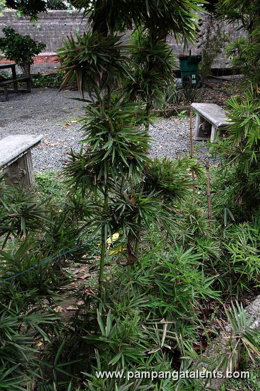 Dwarf Bamboo (Arundinaria pygmaea Mitf)
