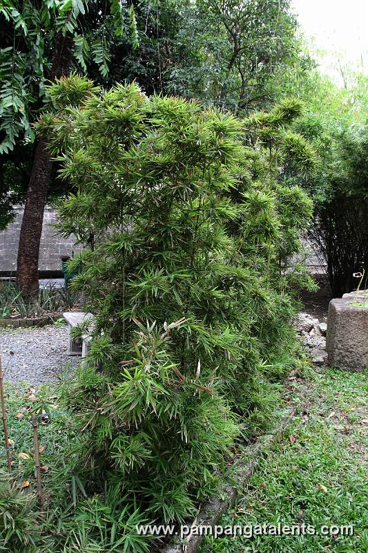 Dwarf Bamboo (Arundinaria pygmaea Mitf)