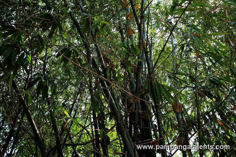 Kawayang Tinik Bamboo (Bambusa blumeana)