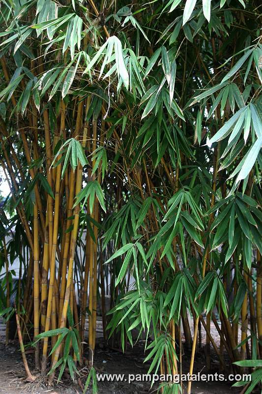 Kuayang_Dilaw_Bamboo_(Bambusa_vulgaris var)
