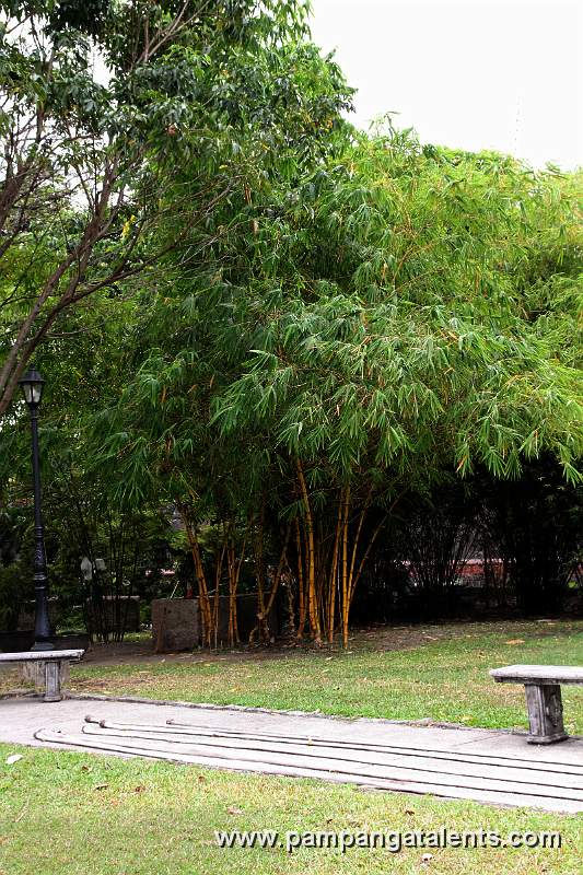 Kuayang_Dilaw_Bamboo_(Bambusa_vulgaris var)