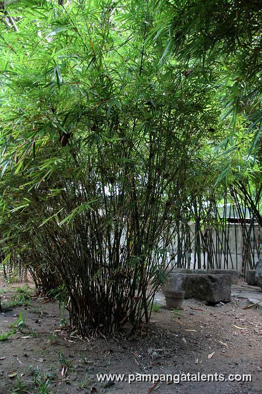 Kuayang Dilaw Bamboo (Bambusa vulgaris var)