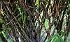 Buddha_Bamboo_9.JPG