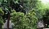 Dwarf_Bamboo_1.JPG