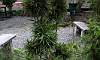 Dwarf_Bamboo_3.JPG