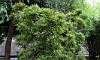 Dwarf_Bamboo_4.JPG