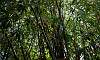 Kawayang_Tinik_Bamboo_1.JPG