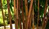 Kuayang_Dilaw_Bamboo_1.JPG