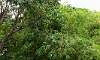 Kuayang_Dilaw_Bamboo_3.JPG