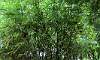 Kuayang_Dilaw_Bamboo_5.JPG