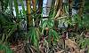Kuayang_Dilaw_Bamboo_6.JPG
