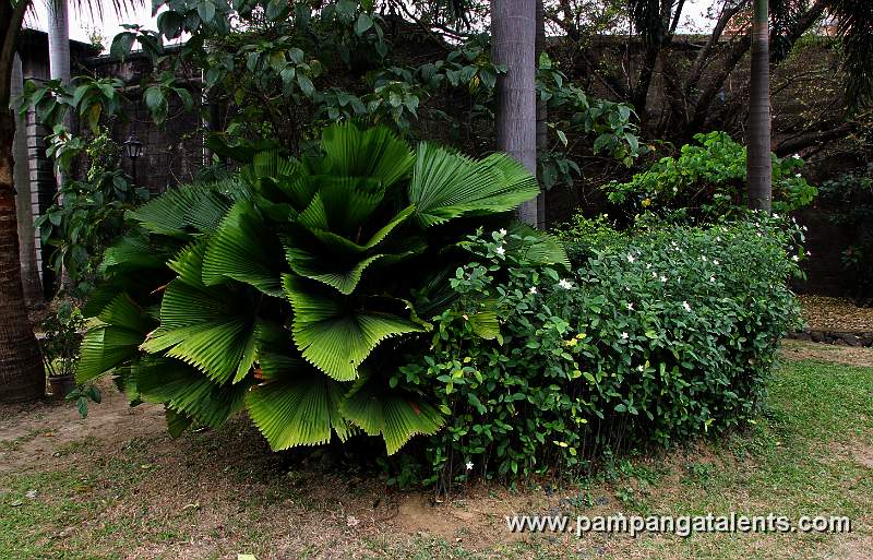 Revellin del Parian Garden