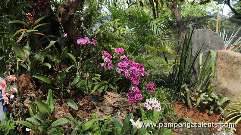 Orchid flowers found inside Hardin ng Mga Bulaklak (Flower Garden) in Quezon Memorial Circle in Quezon City.