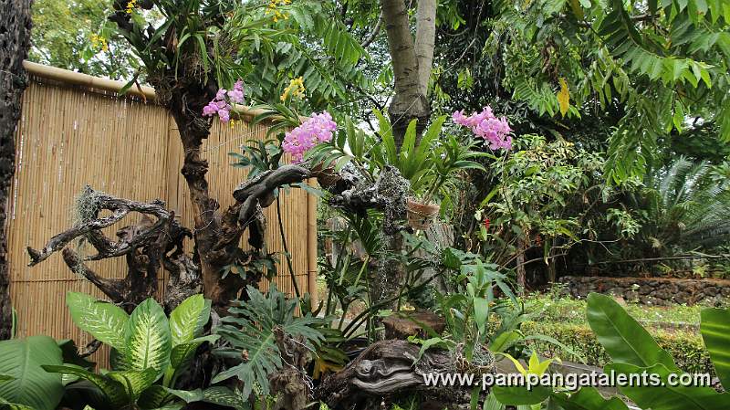Hybrid Orchids Plant in Flower Garden in Quezon Memorial Circle in Quezon City.