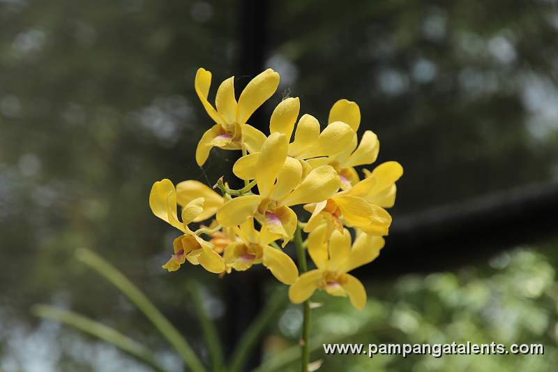 Bouquet of Mokara Orchids in Quezon Memorial Garden.