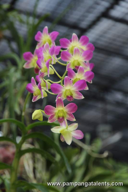 Bouduet of Supan Buri White Dendrobium in Quezon Memorial Circle Garden.