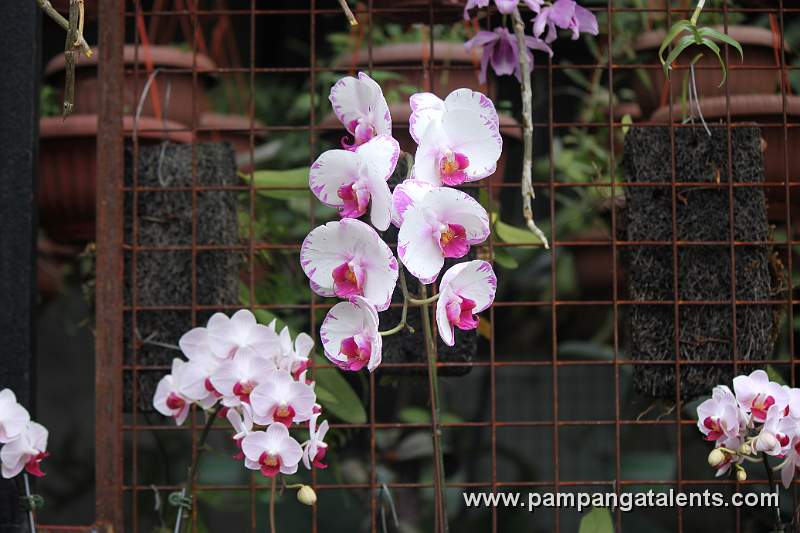 Assorted Cattleya Orchids Plants in Quezon Memorial Circle in Quezon City.