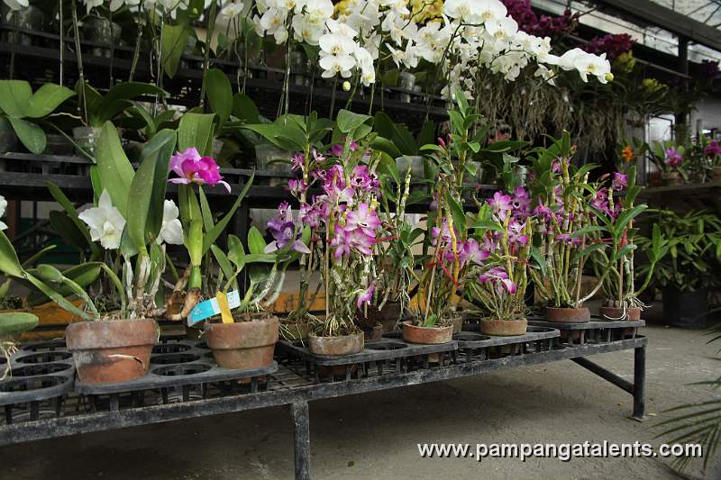 Orchids Display in Quezon Memorial Circle in Quezon City.