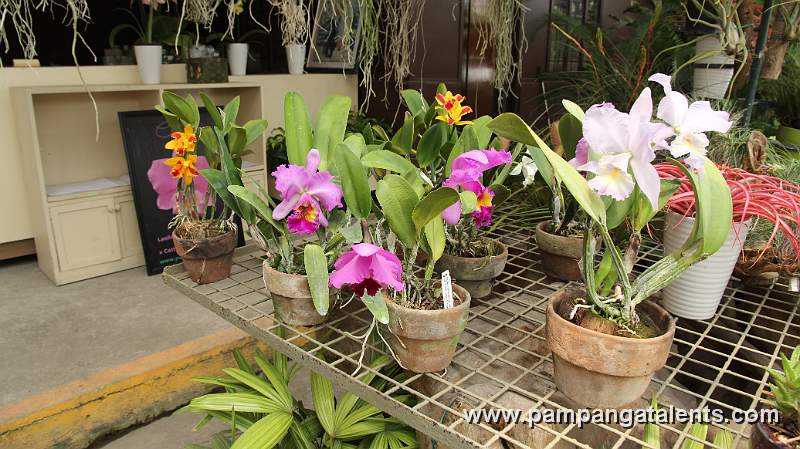 Assorted Cattleya Orchids Plants in Quezon Memorial Circle in Quezon City.