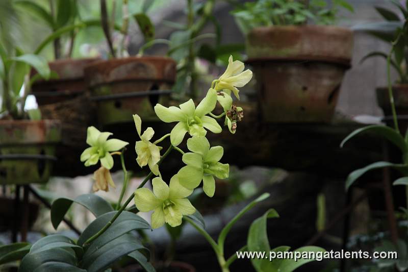 Dendrobium odiosum yellow orchid in Quezon Memorial Circle Garden