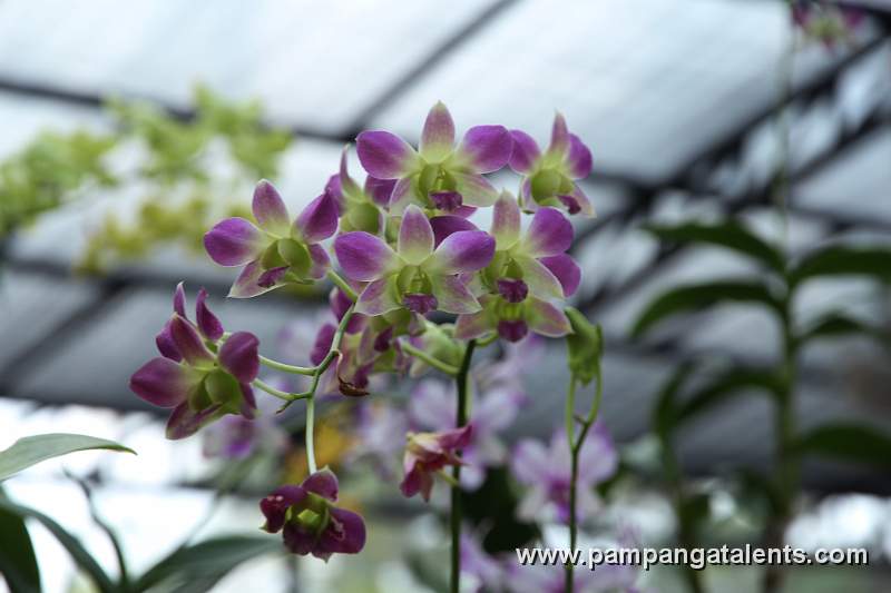 Supan Buri White Dendrobium orchids flowers in Quezon Memorial Circle Garden.