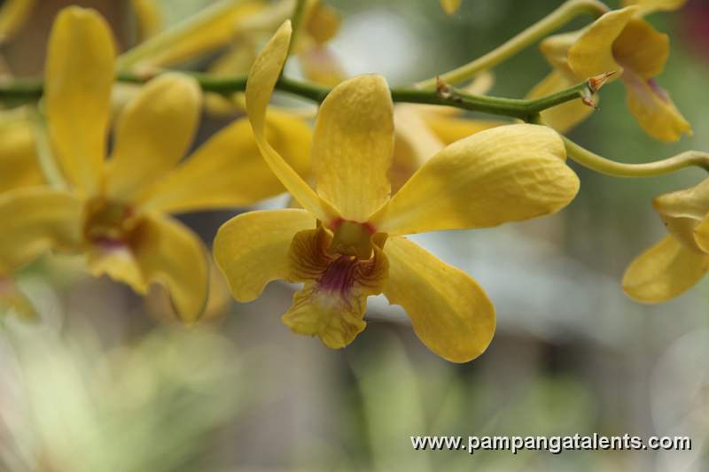 Mokara Golden Yellow orchid flowers in Quezon Memorial Circle Garden