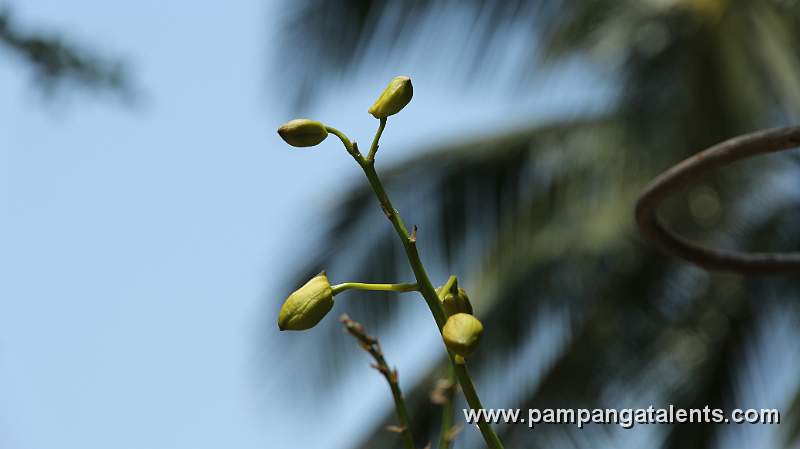 Dendrobium Orchid flower buds in the garden of Euanthe Sanderiana flowering plant detail in Quezon Memorial Circle.