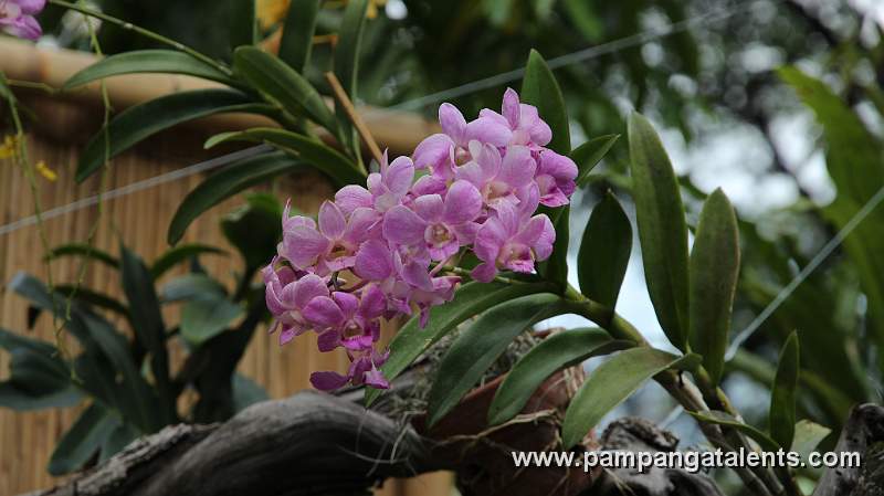 Pink Hybrid Orchid in Flower Garden at  Quezon Memorial Circle in Quezon City.