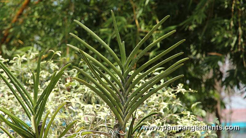 Euanthe Sanderiana flowering plant in Quezon Memorial Circle Garden.