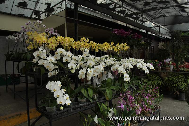 Dendrobium Orchids Flower Display in Quezon Memorial Circle.