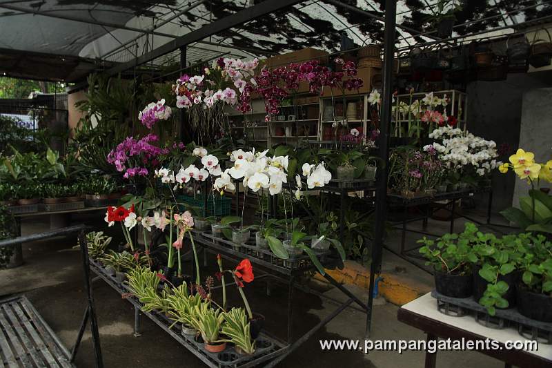 Assorted Dendrobium Orchids Display in Quezon Memorial Circle in Quezon City.