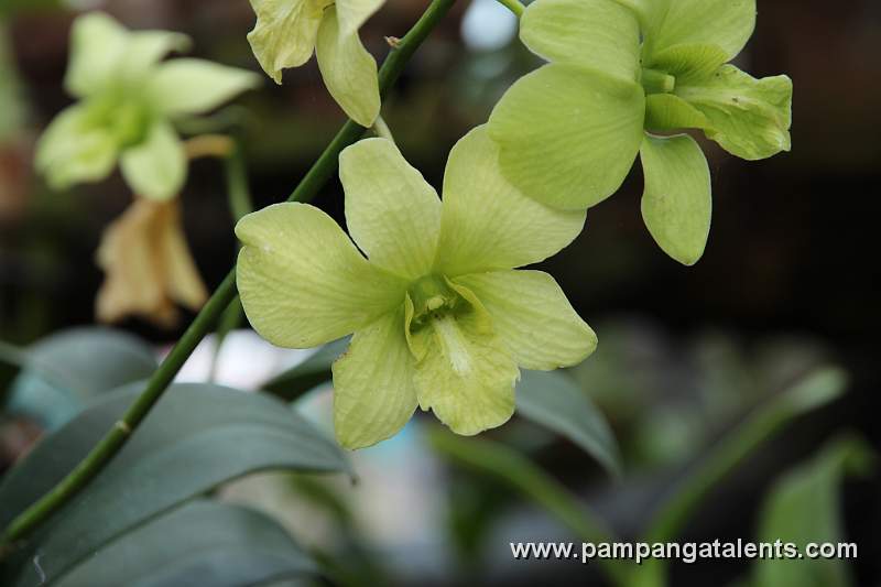 Dendrobium odiosum orchids in Qezon Memorial Circle Garden.