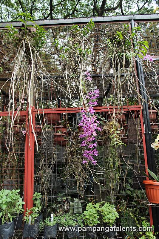 Orchids Display in Quezon Memorial Circle in Quezon City.