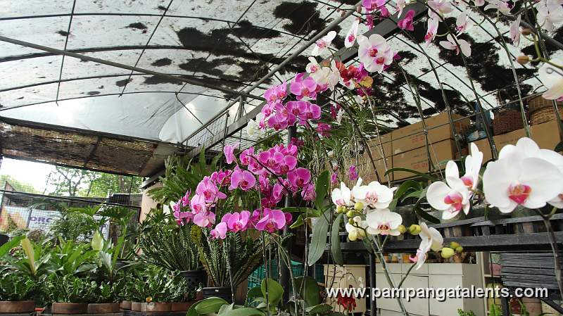 Phalaenopsis Orchids Display in Quezon Memorial Circle in Quezon City.