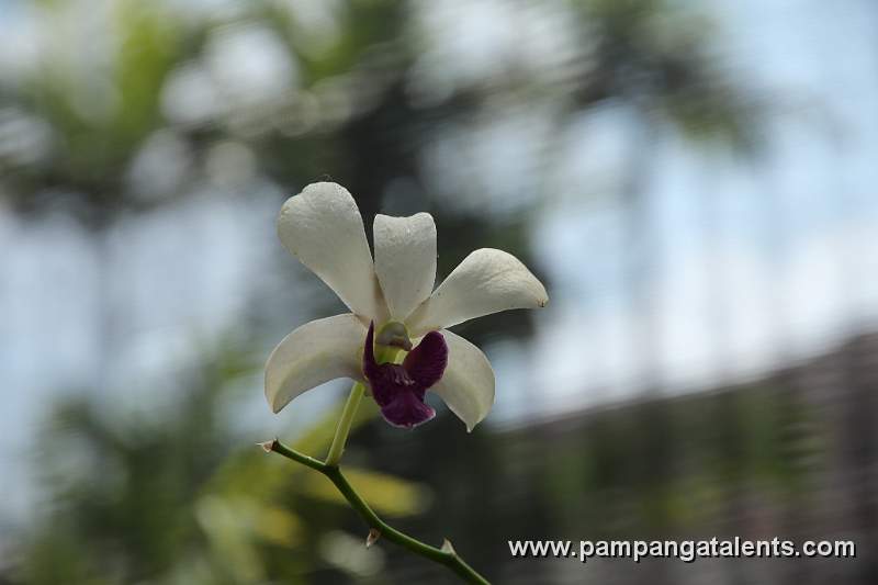 This Vanilla White Vanda luzonica is Philippine Endemic flower found in Quezon Memorial Circle Garden.