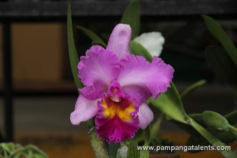 Coranation Cattleya Flower Orchids Display in Quezon Memorial Circle in Quezon City.