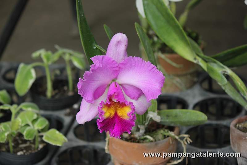 Lavader Cattleya Flower Display in Quezon Memorial Circle in Quezon City.