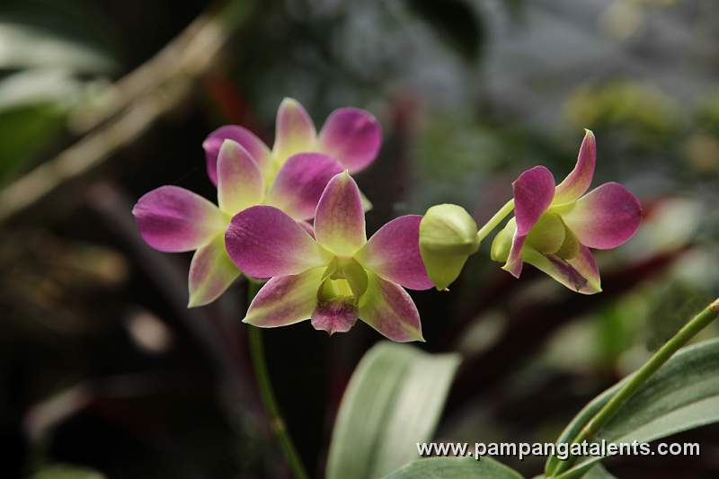 Dendrobium Supan Buri White in Euanthe Sanderiana flowering plant detail in Quezon Memorial Circle Garden.