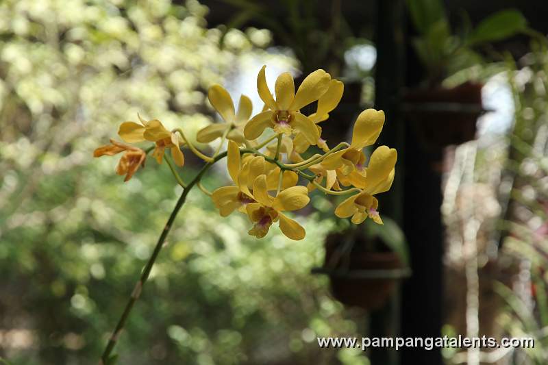Yellow Mokara orchids flower in Euanthe Sanderiana flowering plant detail in Quezon Memorial Circle Garden.