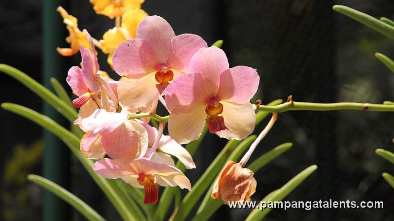 Pink Moth Phalaenopsis Hybrids in Quezon Memorial Circle Garden.