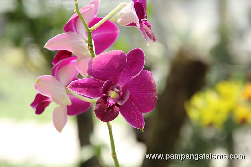 Purple hard-cane Dendrobium phalaenopsis in Quezon Memorial Circle Garden.