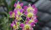 Bouquet-Orchids-Garden.JPG