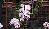 Brave_Heart-Orchids.JPG