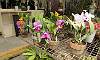 Cattleya-Flower-Orchids.JPG
