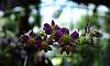 Dendrobium-Purple_Orchids.JPG
