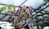 Orchid-Bouquet-Flowers-Purple_White.JPG