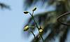 Orchid-Fower-Buds-Dendrobium.JPG