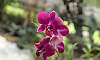 Orchid-Purple-Dendrobium.JPG