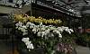 Orchids-Dendrobium-Display-Quezon_City.JPG